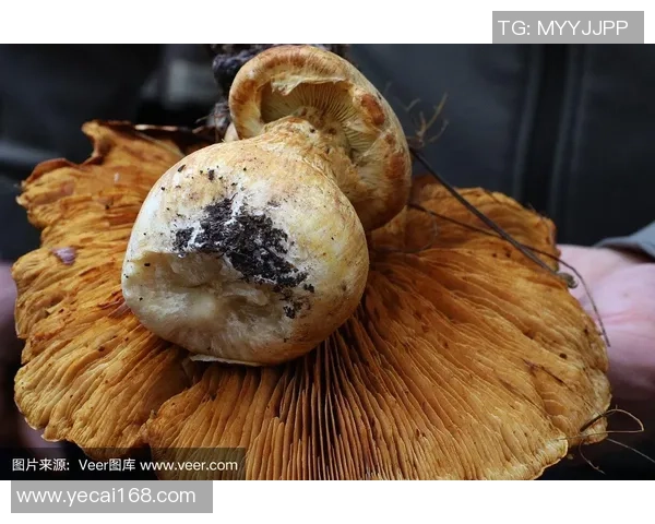 全球首届真菌蛋白盛会在旧金山掀起蘑菇肉热潮